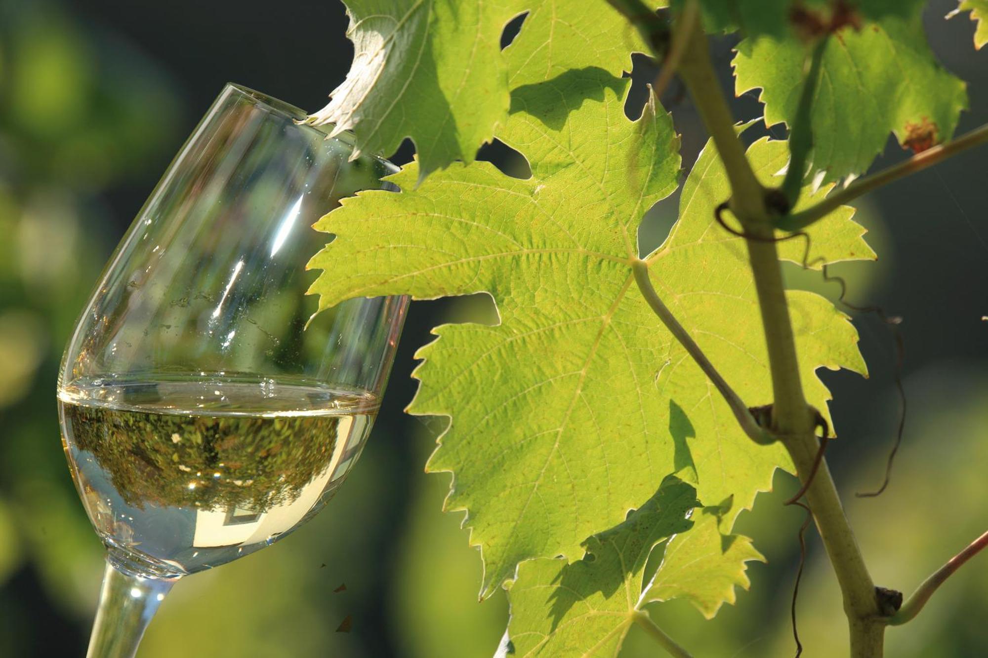 Weingut Rosenbaum Leilighet Briedel Eksteriør bilde