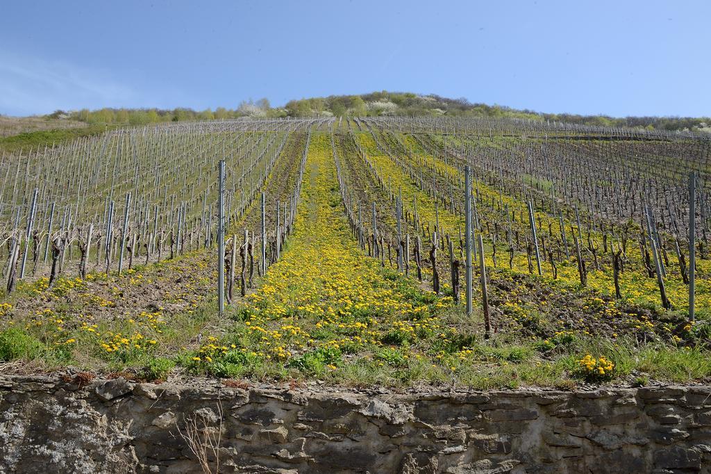 Weingut Rosenbaum Leilighet Briedel Eksteriør bilde